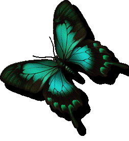 Animated 
Butterfly Collection